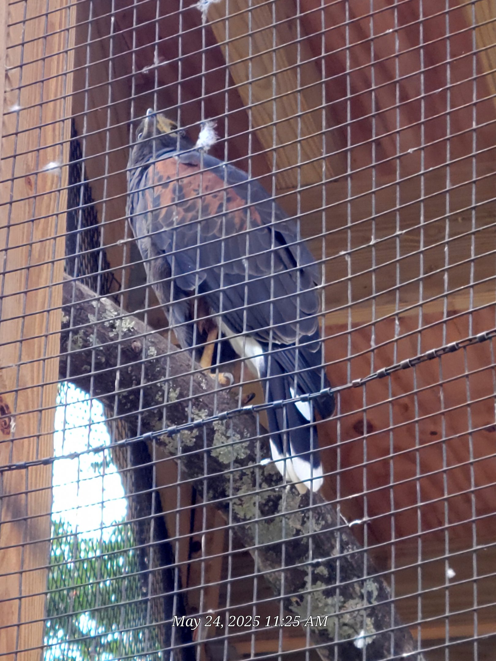 Harris's Hawk  - Greenville Zoo