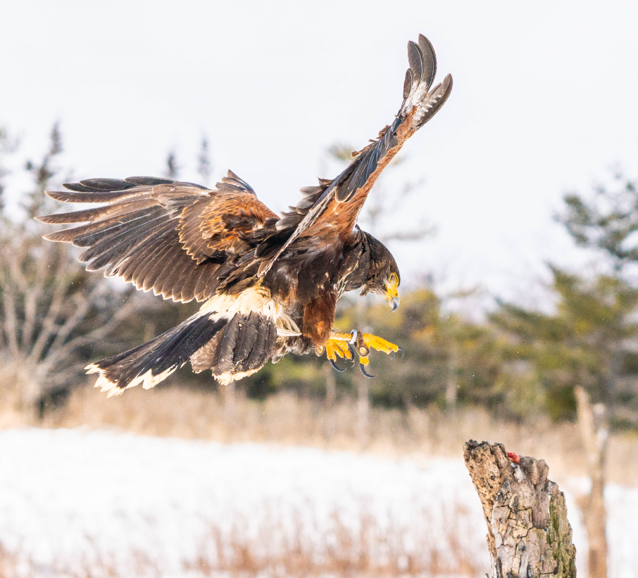 Harris's Hawk landing
