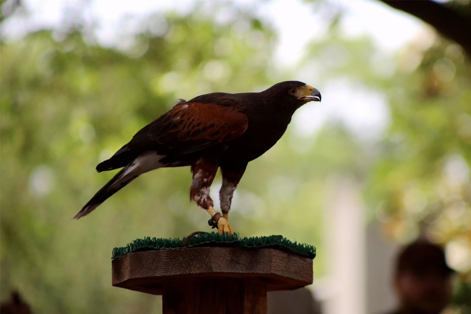 Harris's Hawk, May 2018