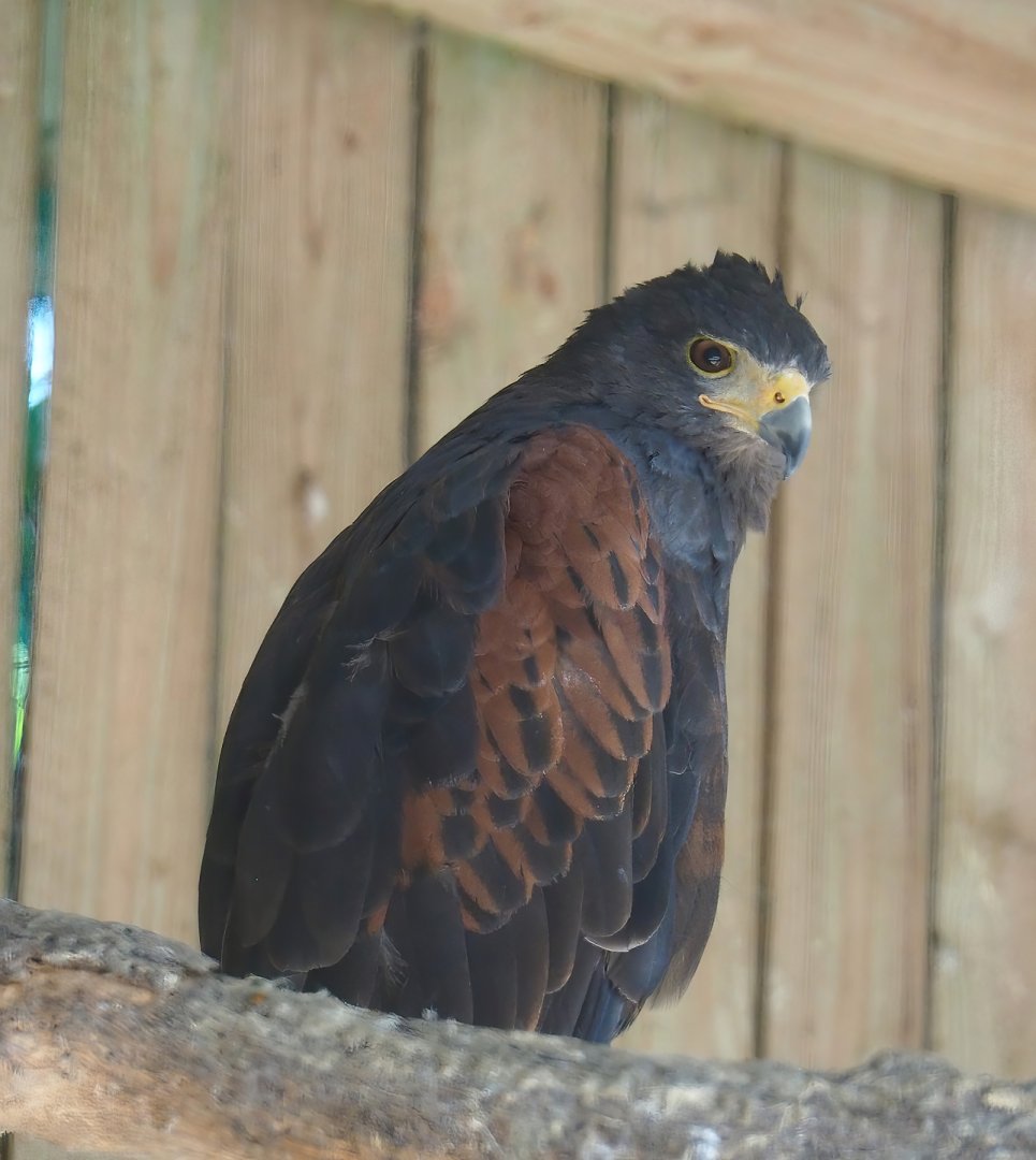 Harris's hawk (Parabuteo unicinctus), 2023-06-24