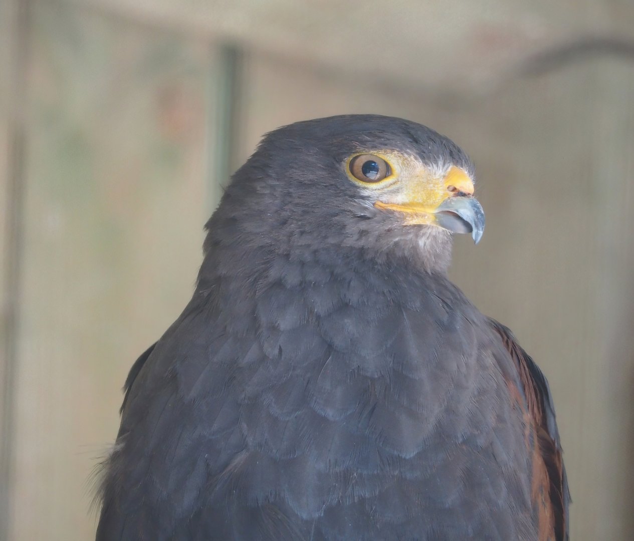 Harris's hawk (Parabuteo unicinctus), 2023-06-24