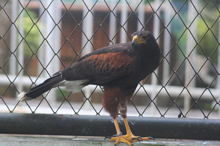Harris's hawk (Parabuteo unicinctus harrisi)