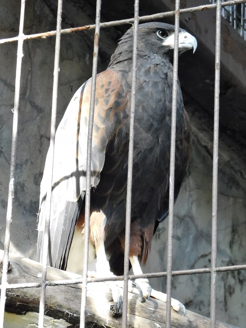 Harris's Hawk (Parabuteo unicinctus) October 18, 2025