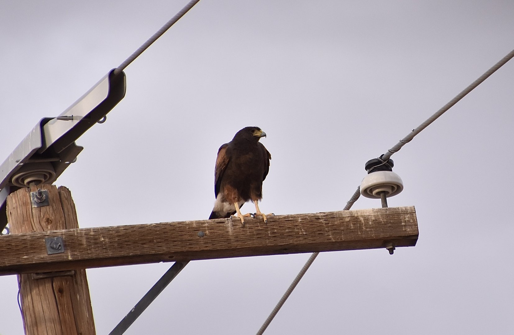 Harris's Hawk (Parabuteo unicinctus superior) - wild by the driveway