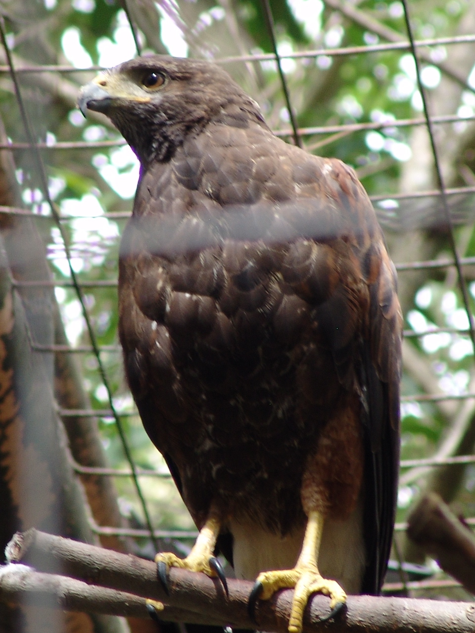 Harris's Hawk (Parabuteo unicinctus unicinctus)