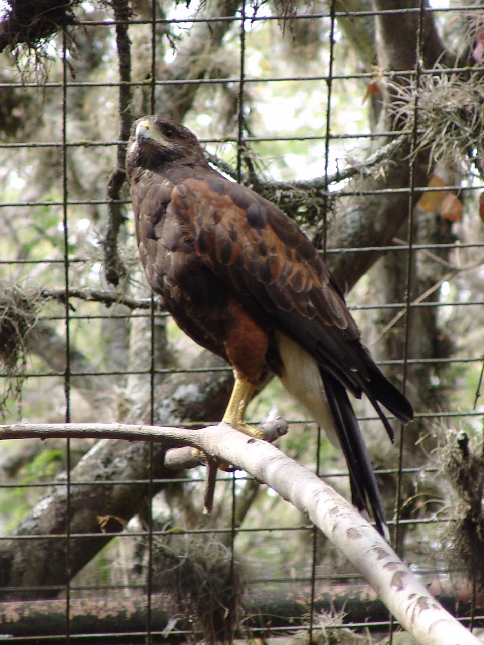 Harris's Hawk (Parabuteo unicinctus unicinctus)