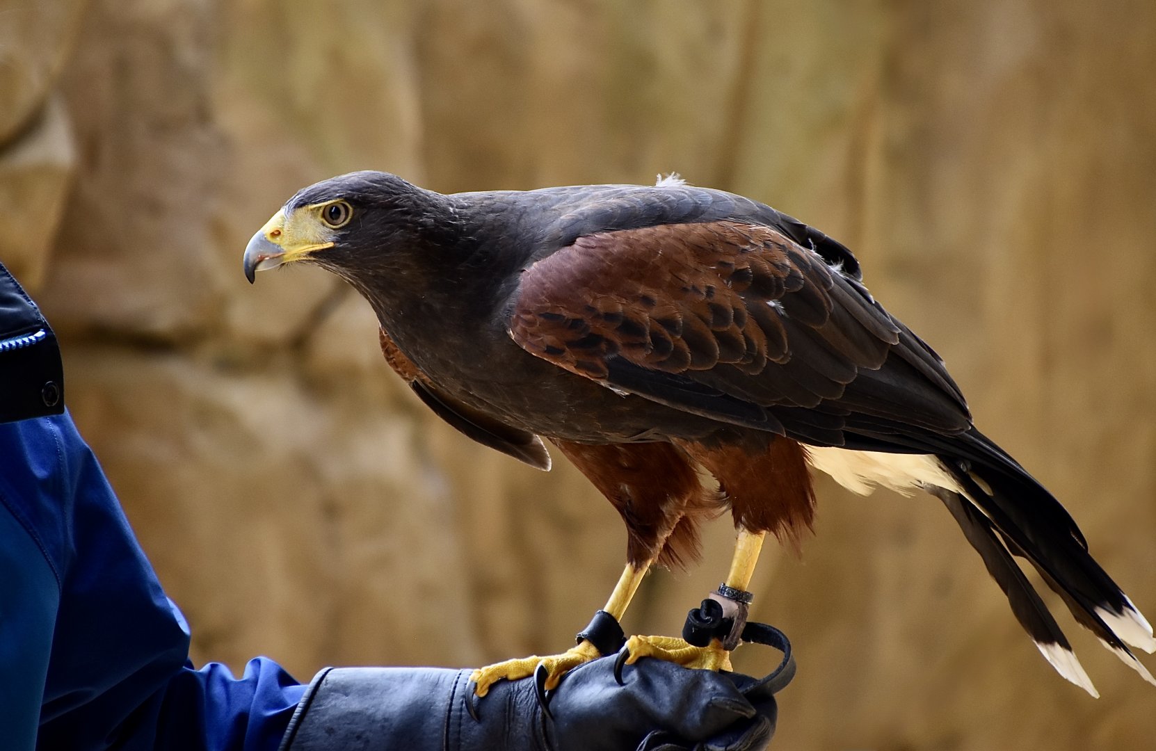 Harris's Hawk (Parabuteo unicinctus) - Xpark