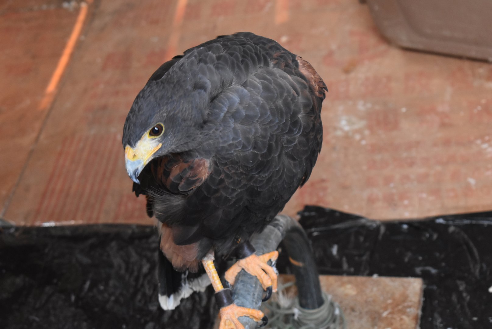 Harris's hawk (Parabuteo unicinctus)