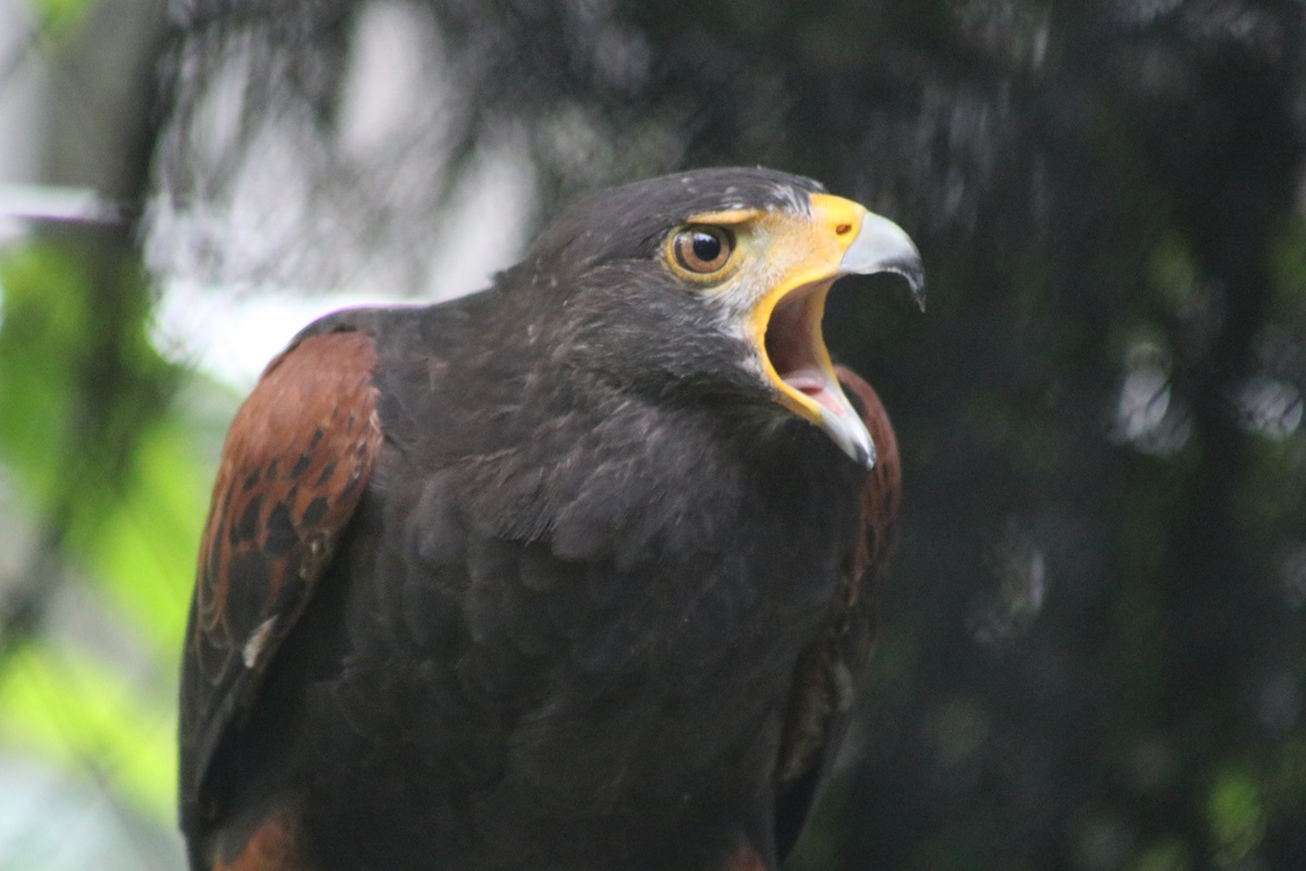 Harris's Hawk (Parabuteo unicinctus)