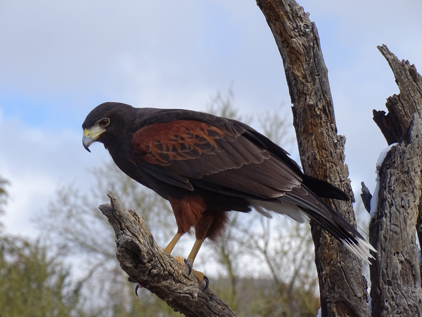 Harris's hawk (Parabuteo unicinctus)