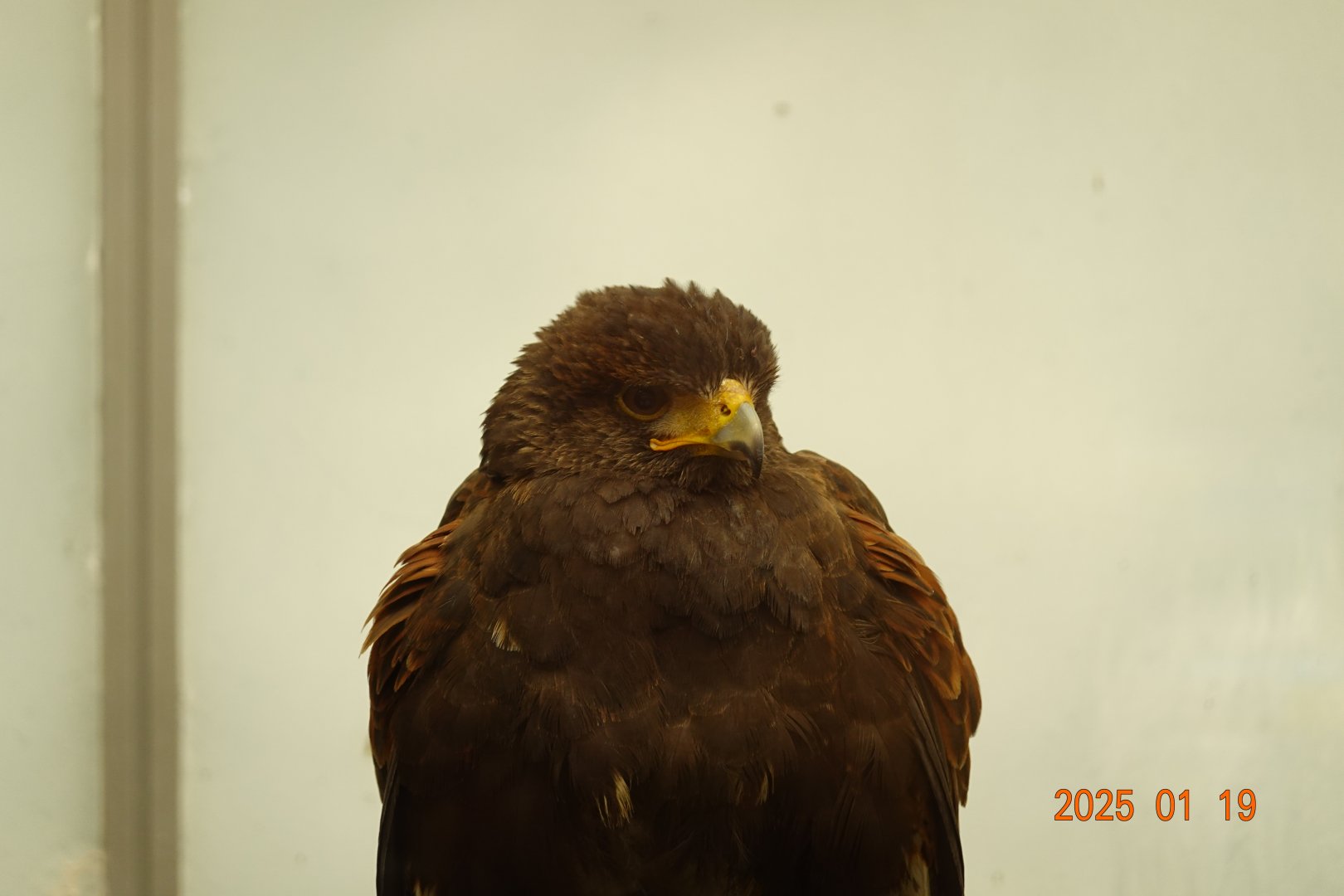 Harris's Hawk (Parabuteo unicinctus)