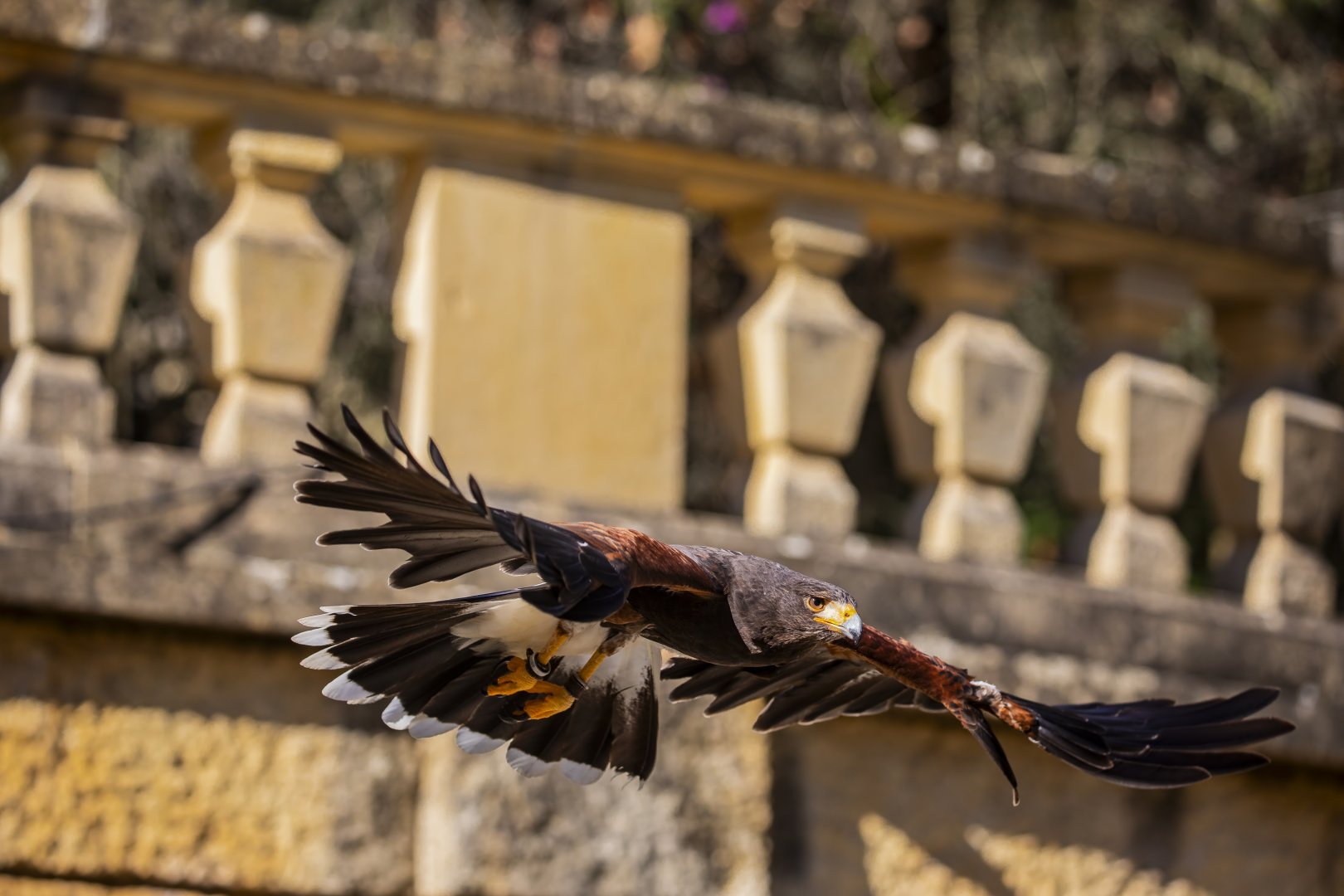 Harris's hawk (Parabuteo unicinctus)