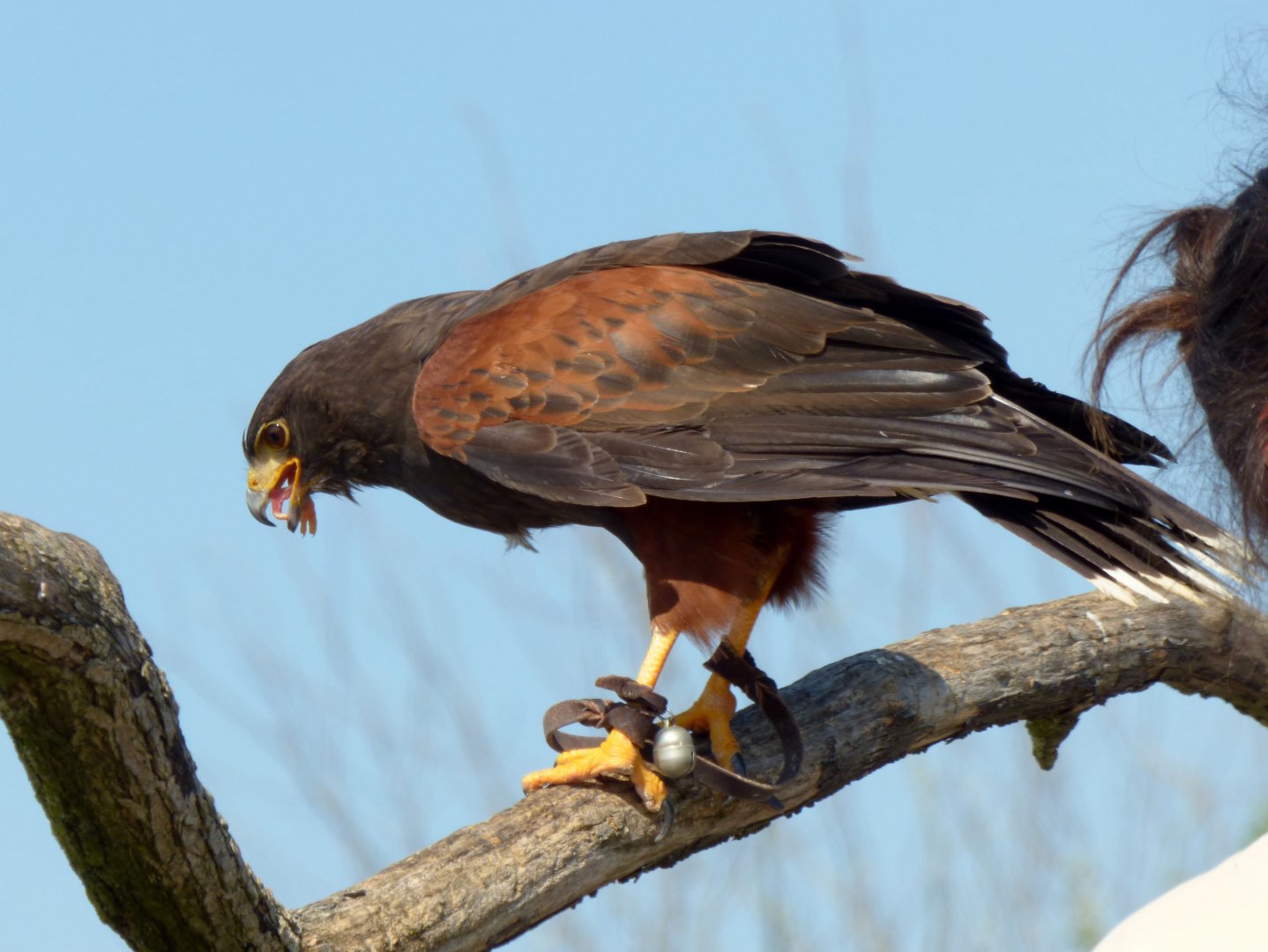 Harris's hawk (Parabuteo unicinctus)