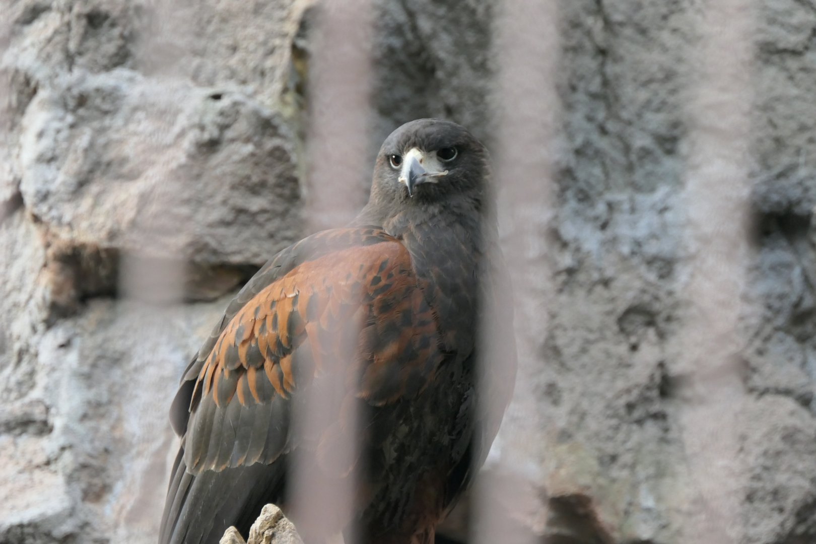 Harris's Hawk (Parabuteo unicinctus)