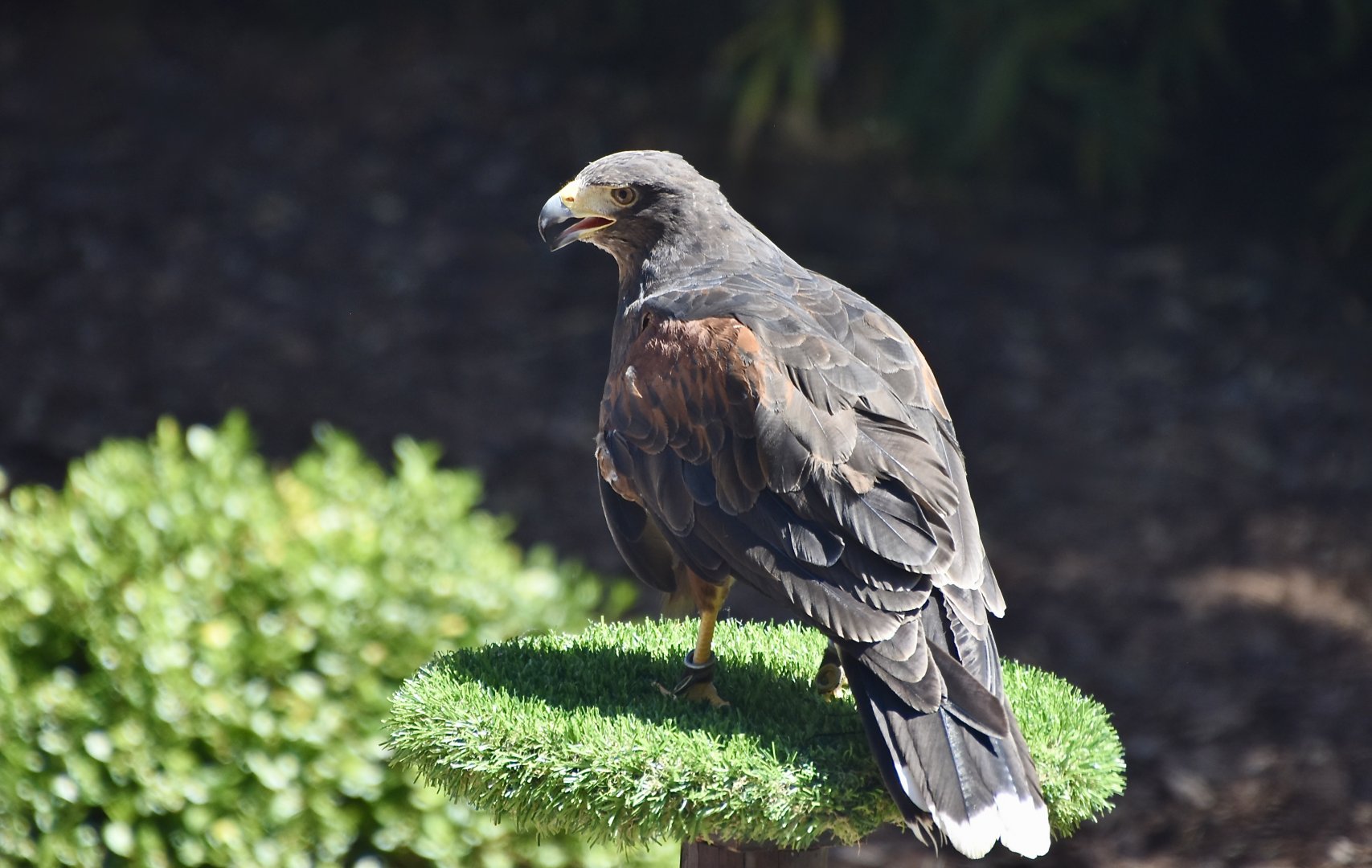 Harris's Hawk (Parabuteo unicinctus)