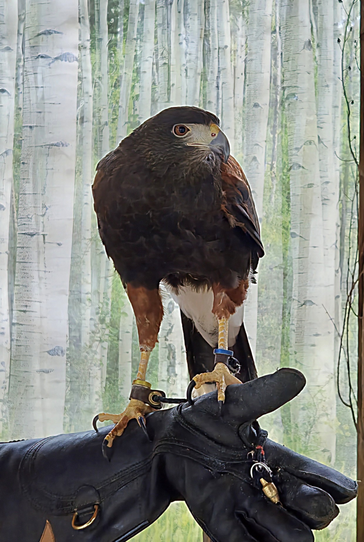 Harris's Hawk - Reptile Gardens