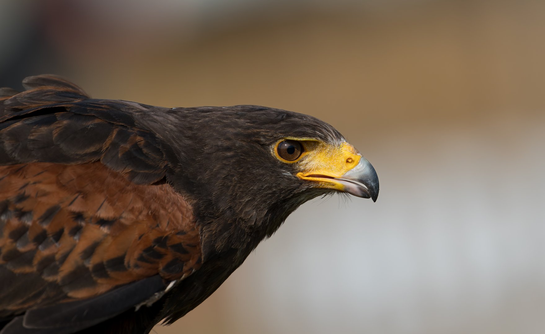 Harris's Hawk, ZSL Whipsnade, UK