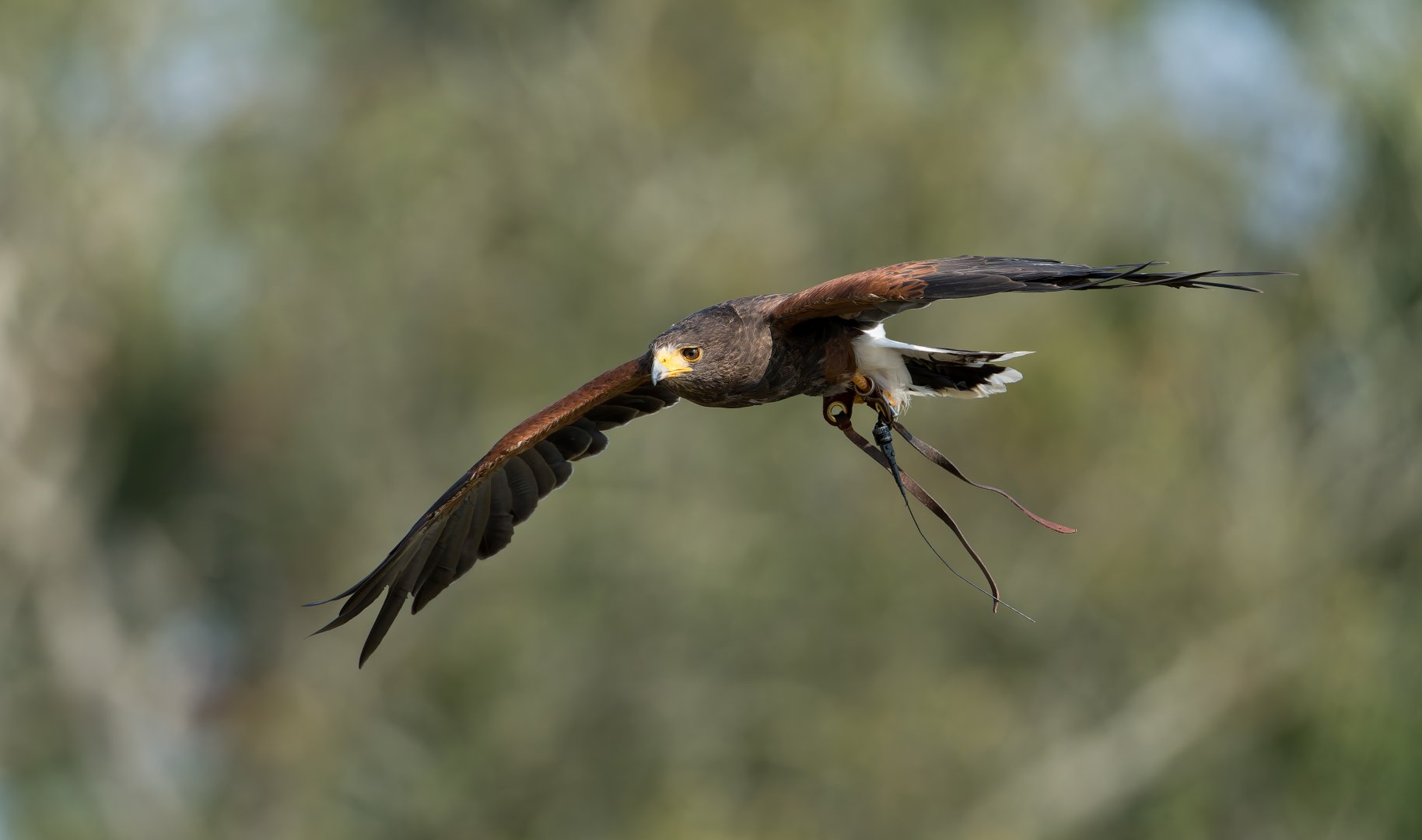 Harris's Hawk, ZSL Whipsnade, UK