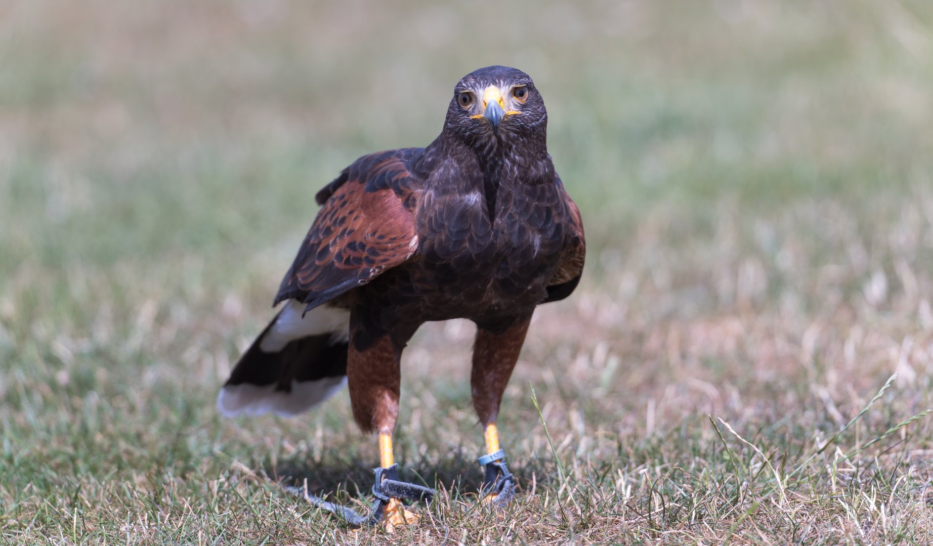 Harris's Hawk, ZSL Whipsnade, UK