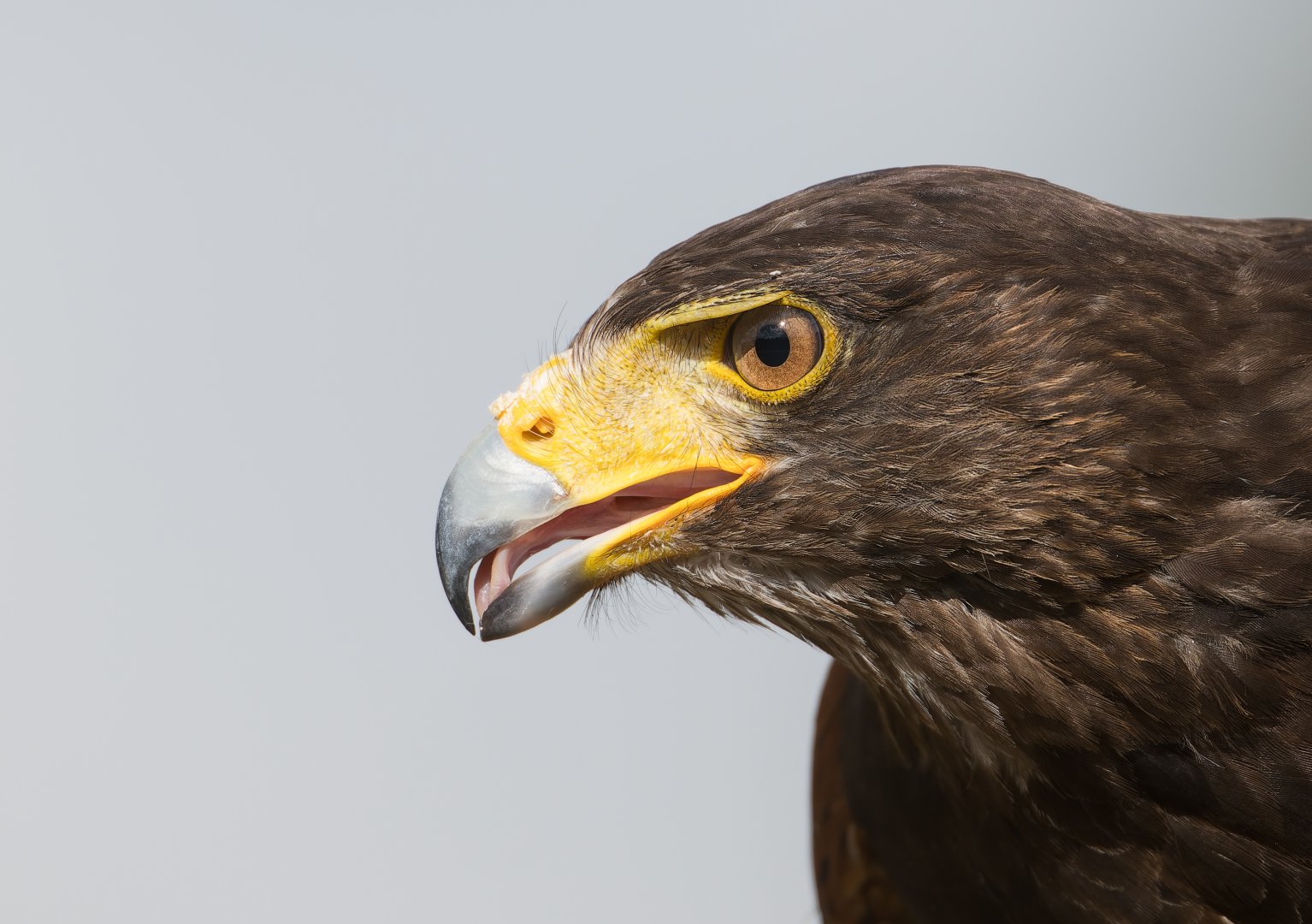 Harris's Hawk, ZSL Whipsnade, UK