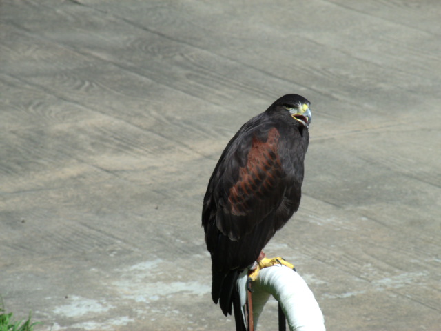 Harris's Hawk