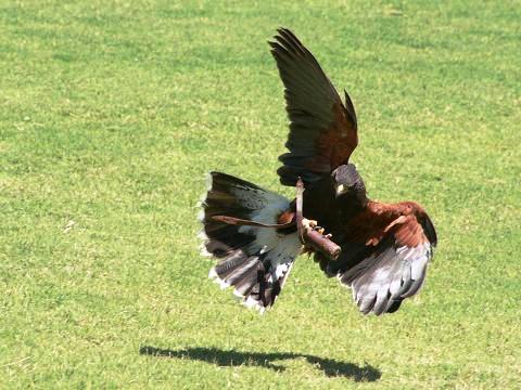 Harris's Hawk
