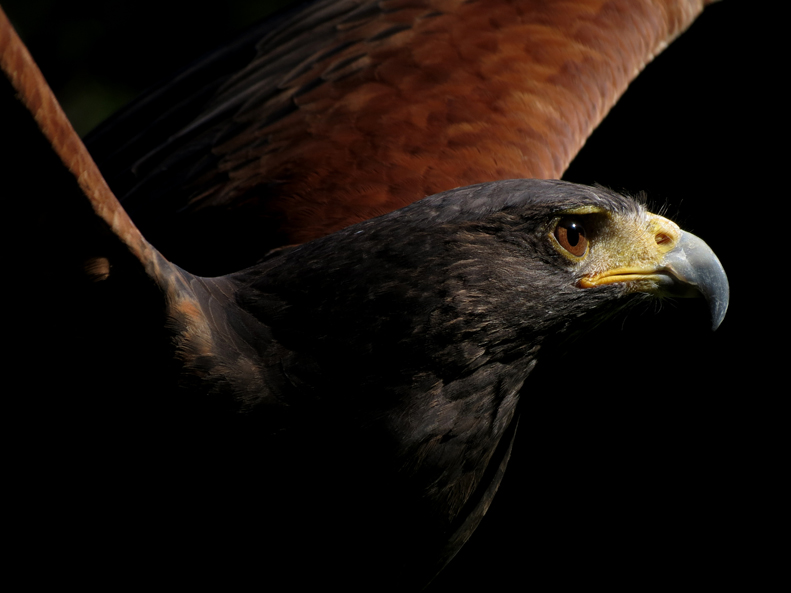 Harris's Hawk