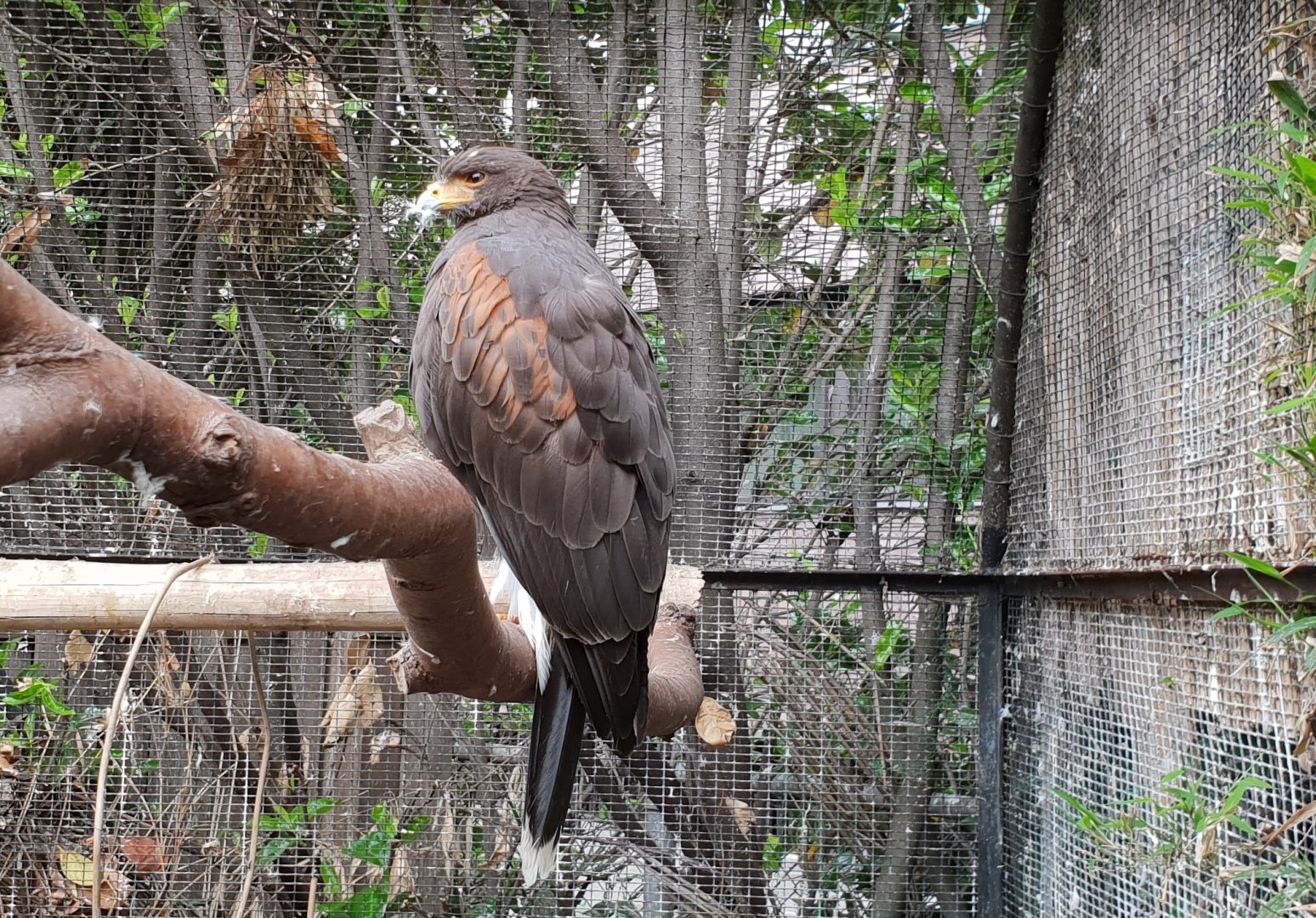 Harris's hawk
