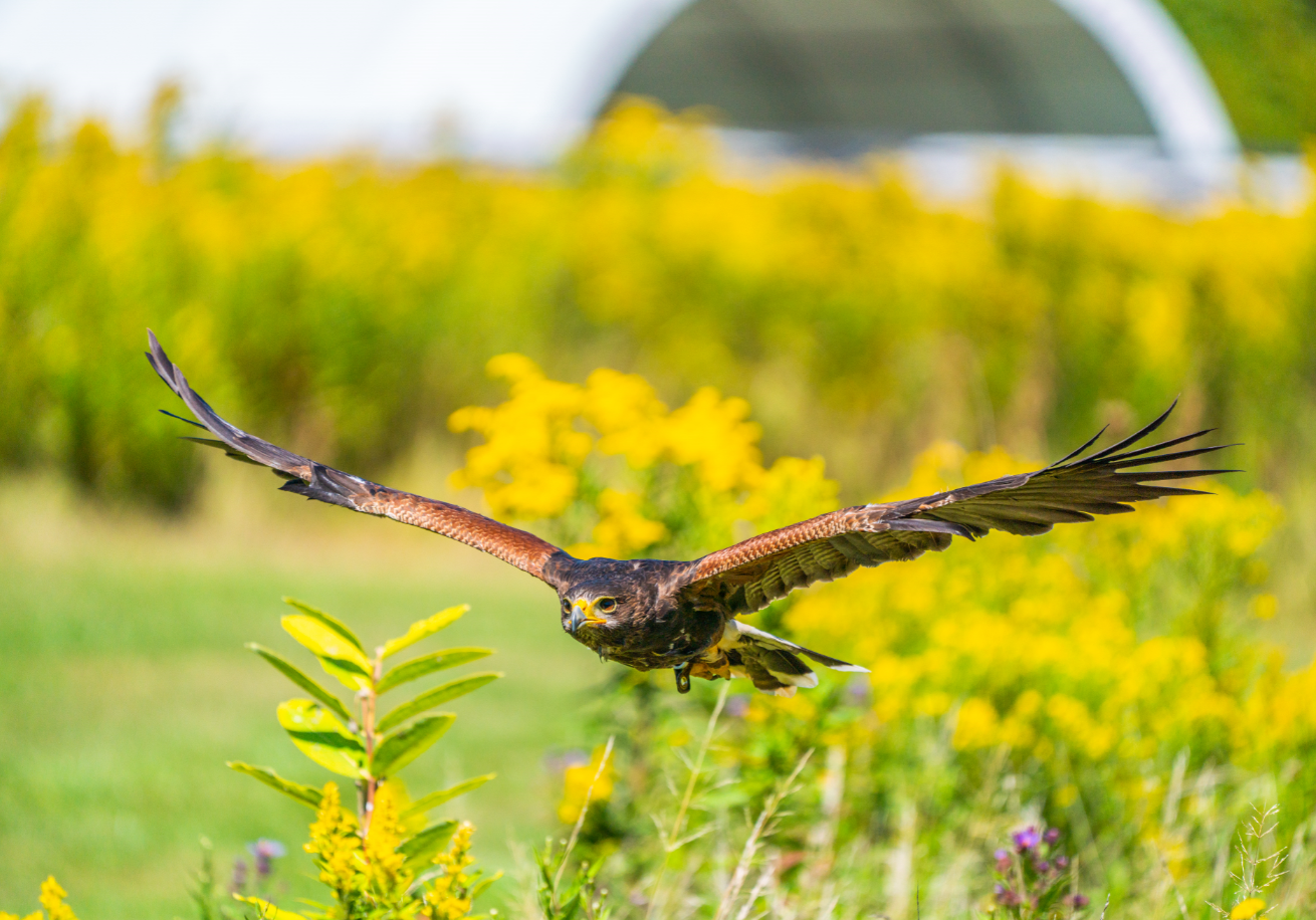 Harris's Hawk