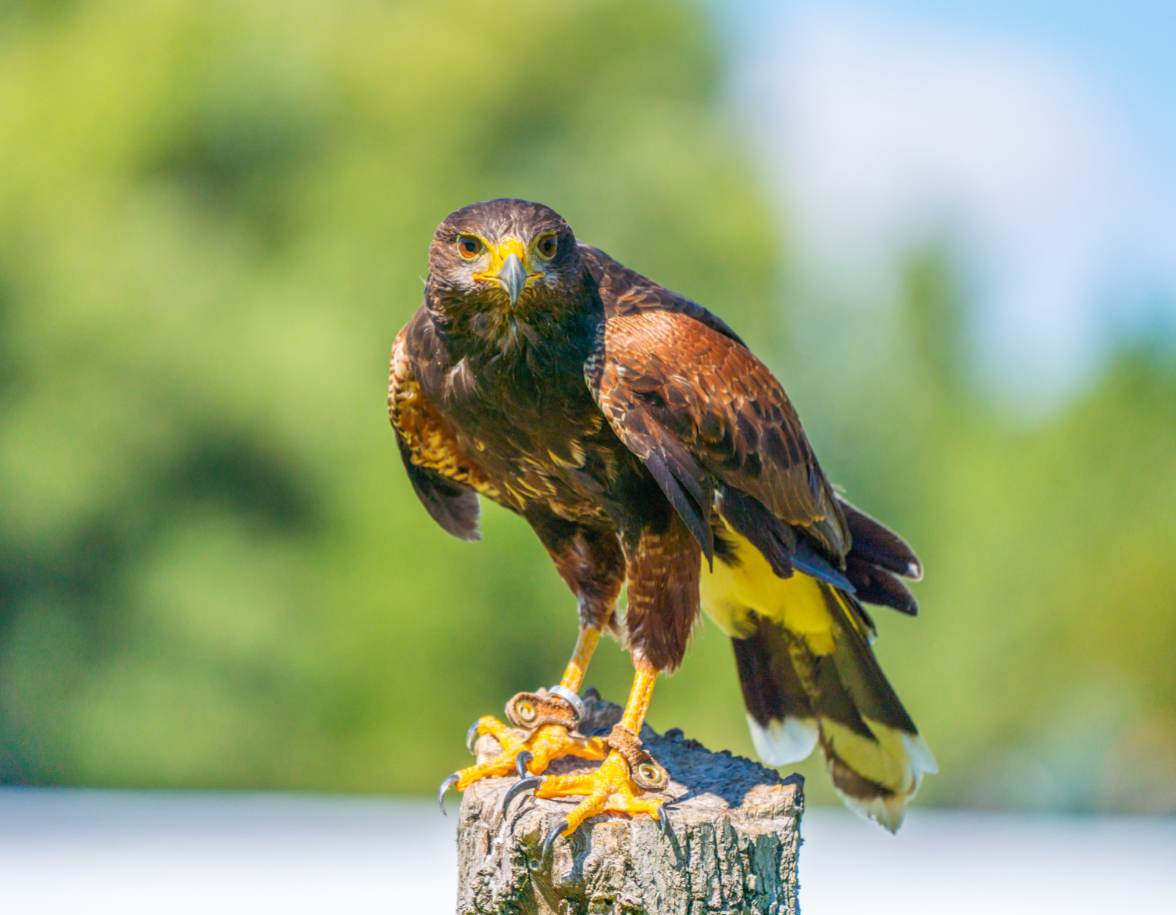 Harris's Hawk