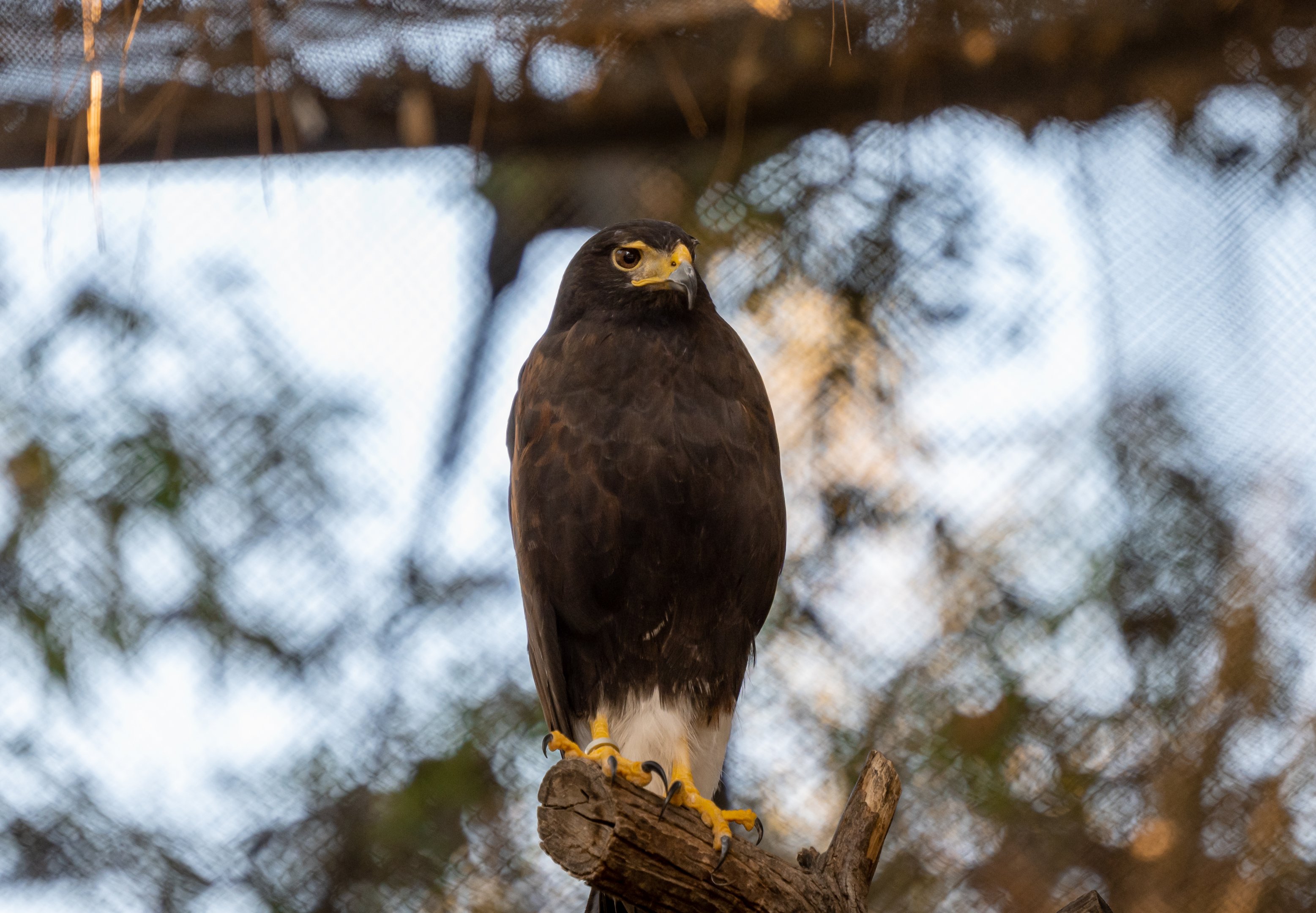 Harris’s Hawk