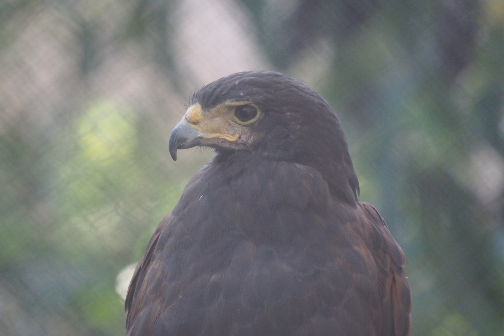 Harris's hawk