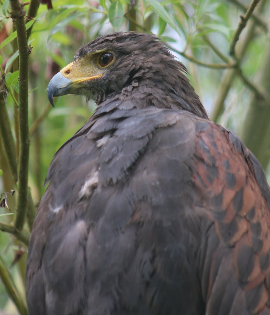 Harris's hawk