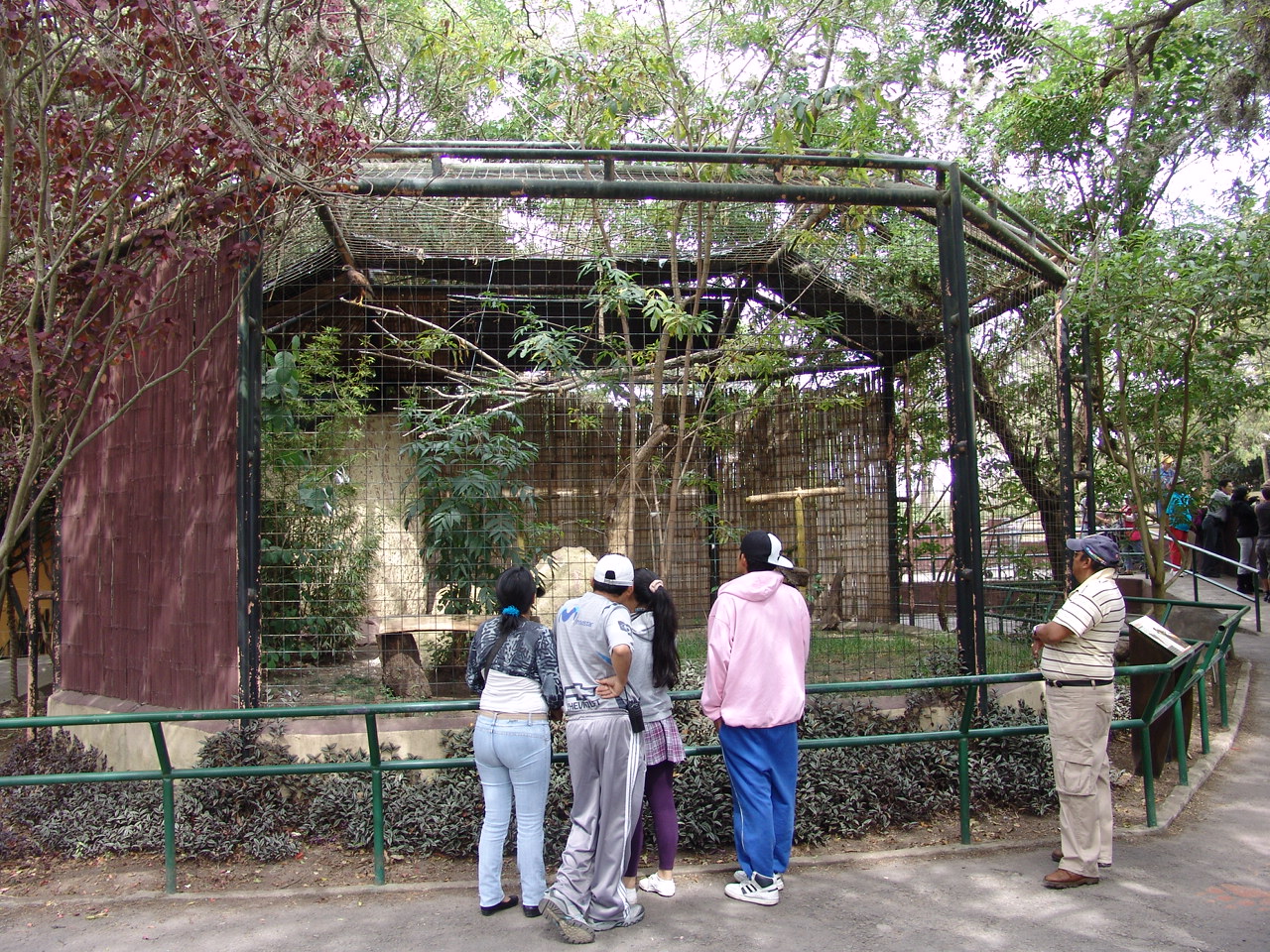 Harris's Hawk's (Parabuteo unicinctus unicinctus) aviary