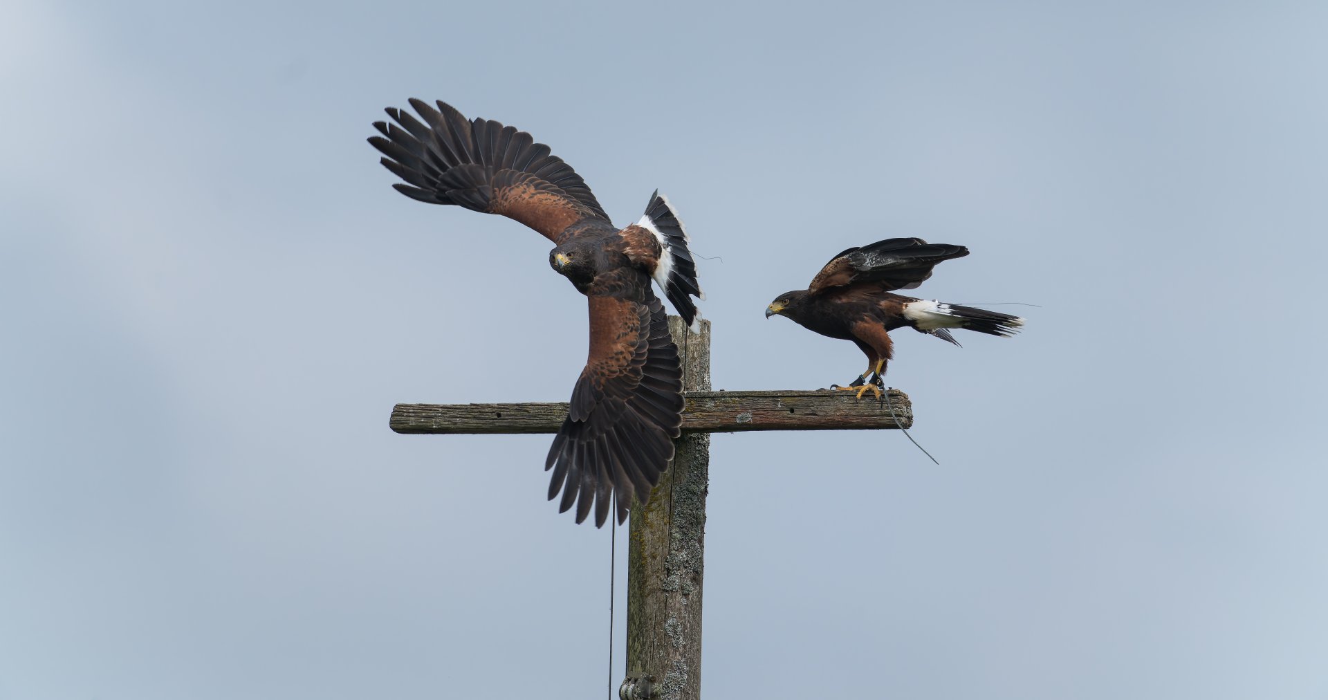 Harris's Hawks, ZSL Whipsnade, UK