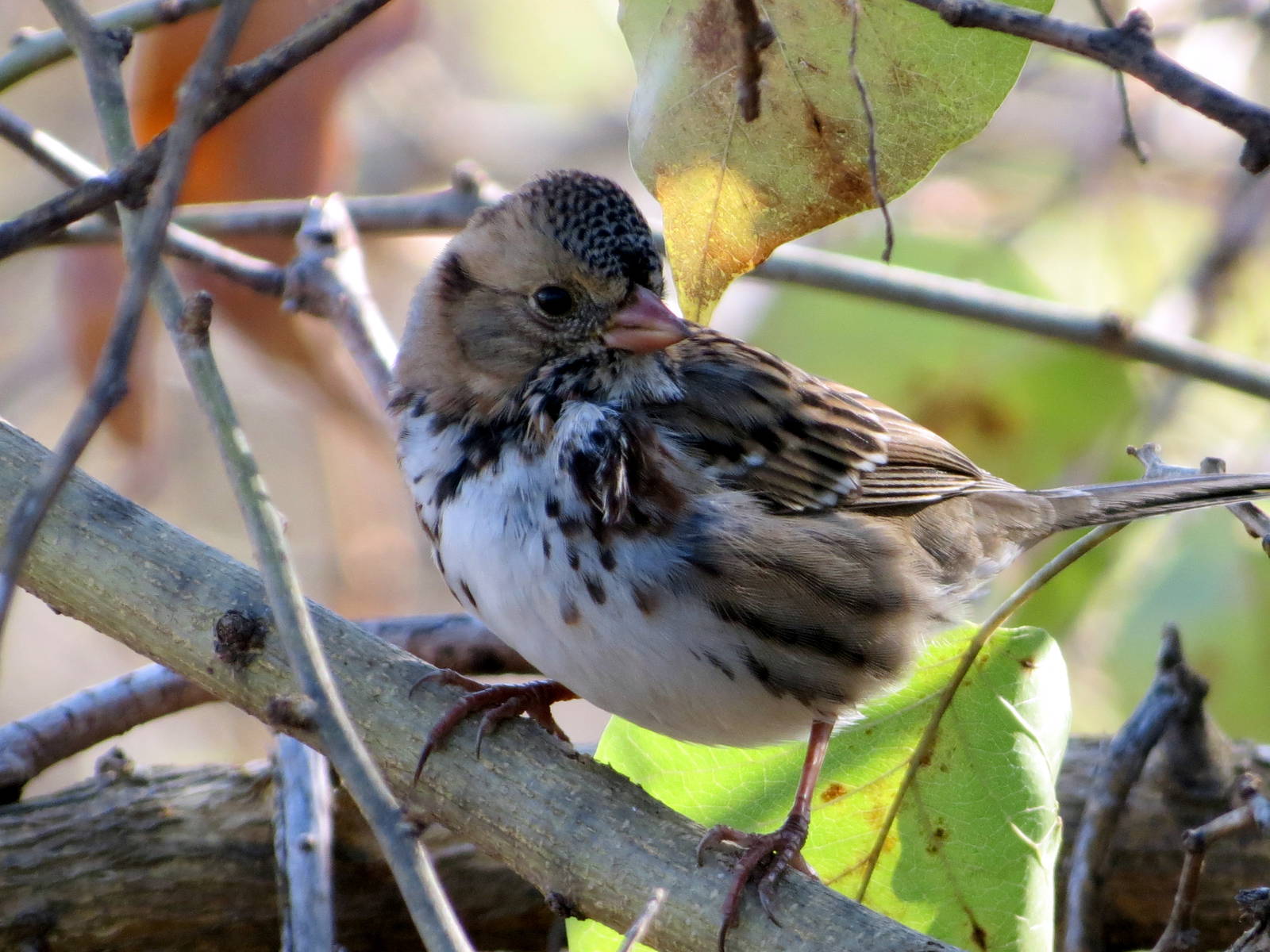 Harris's Sparrow