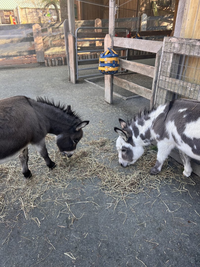 Harry and Lloyd the male Miniature donkeys