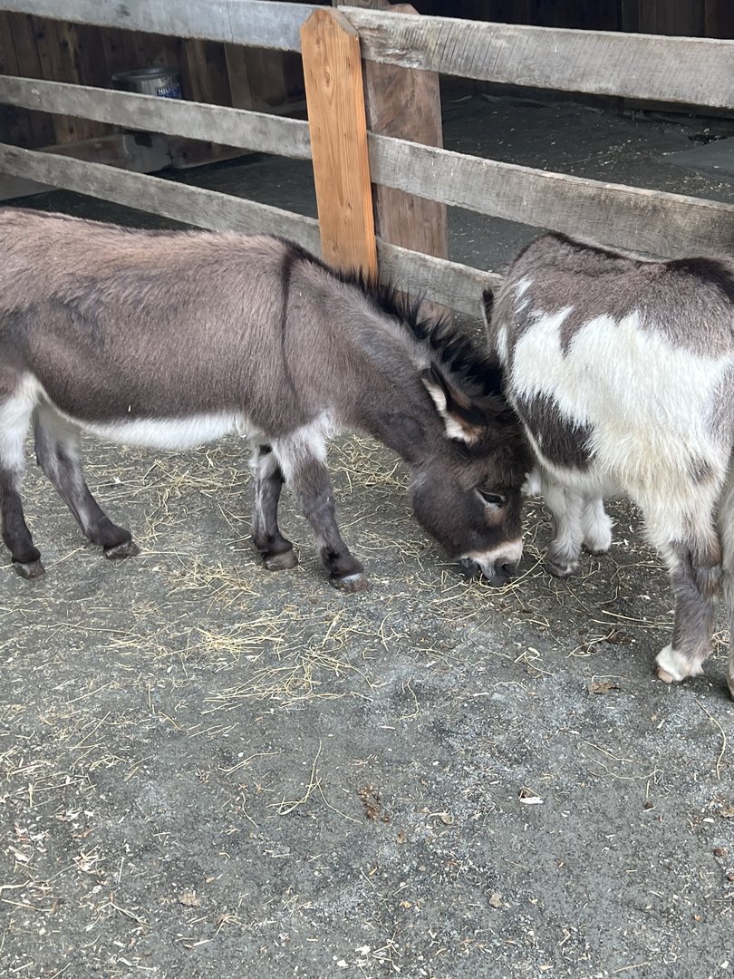 Harry and Lloyd the Miniature Donkeys