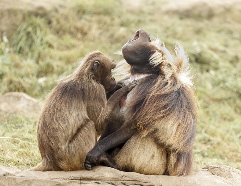 "Harry" Gelada in ecstasy!