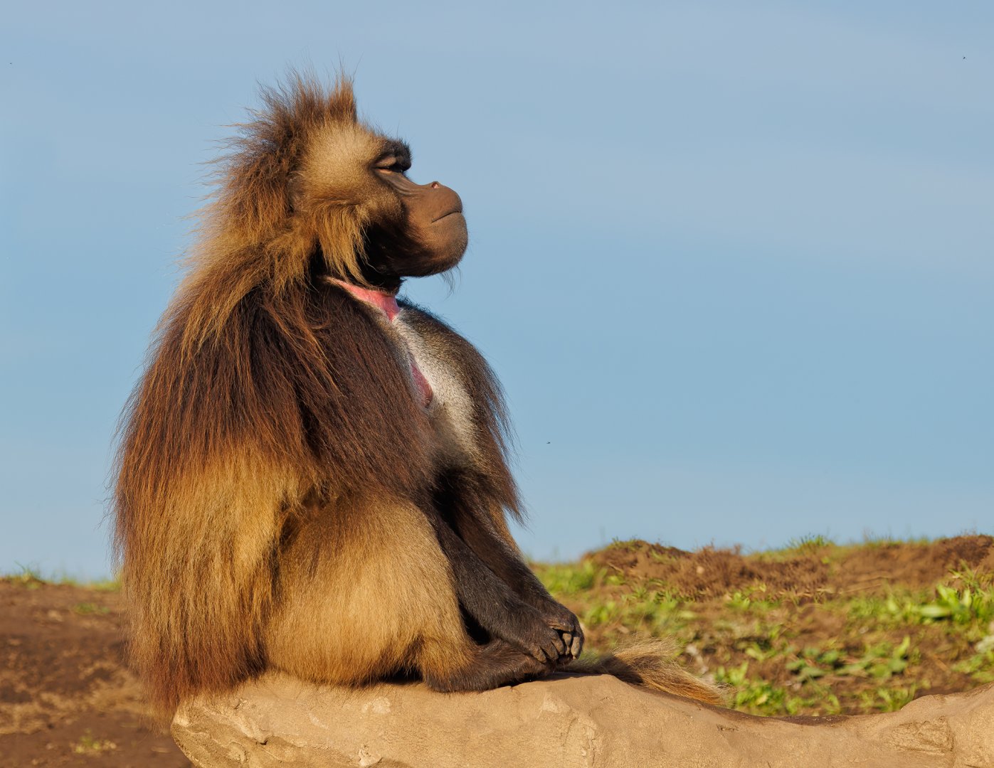 "Harry" male Gelada