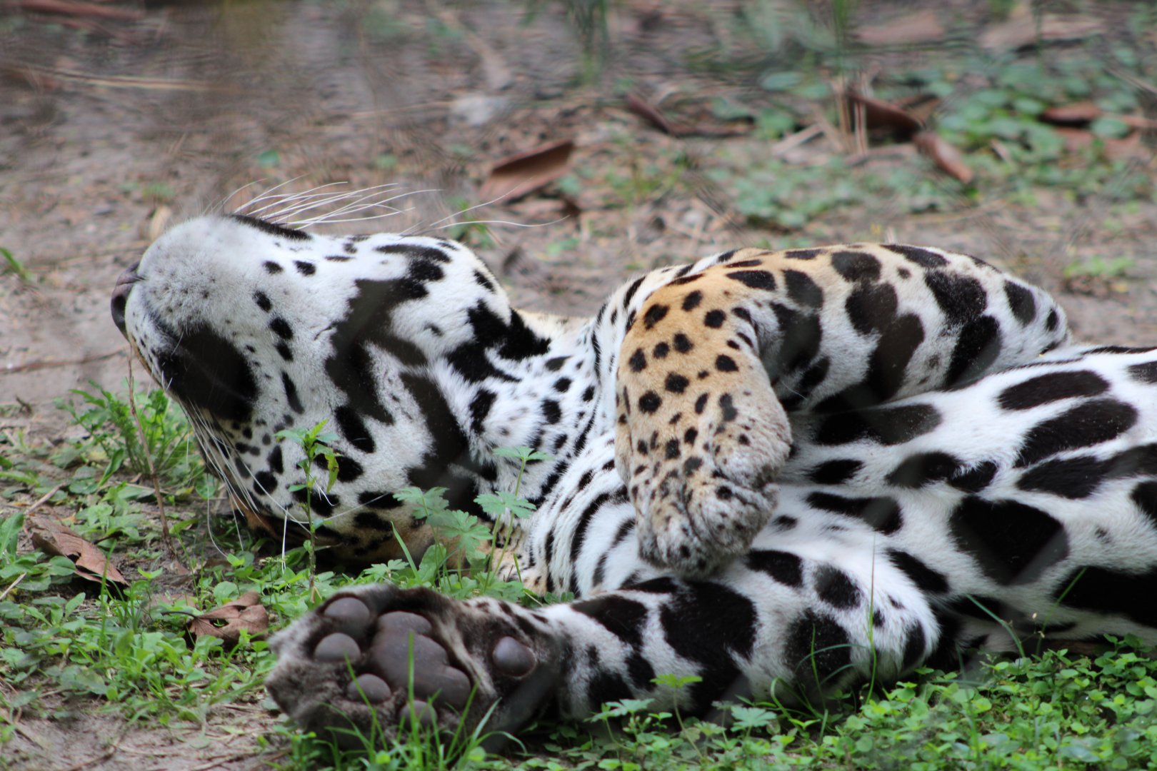Harry the Jaguar (Panthera onca)