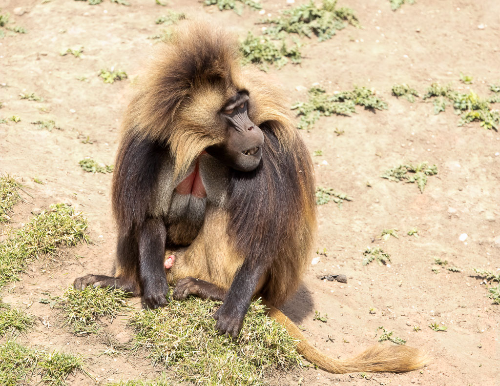 "Harry" the male Gelada