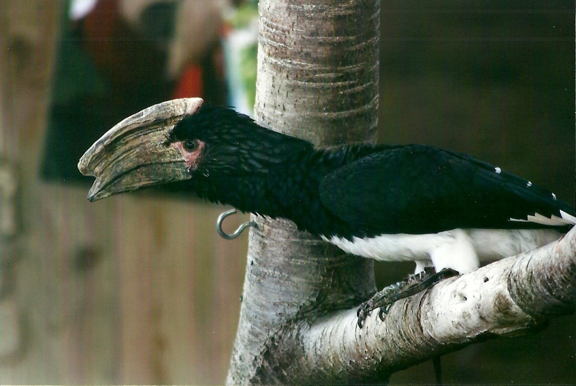 Harry the Trumpeter Hornbill 1st November 2012