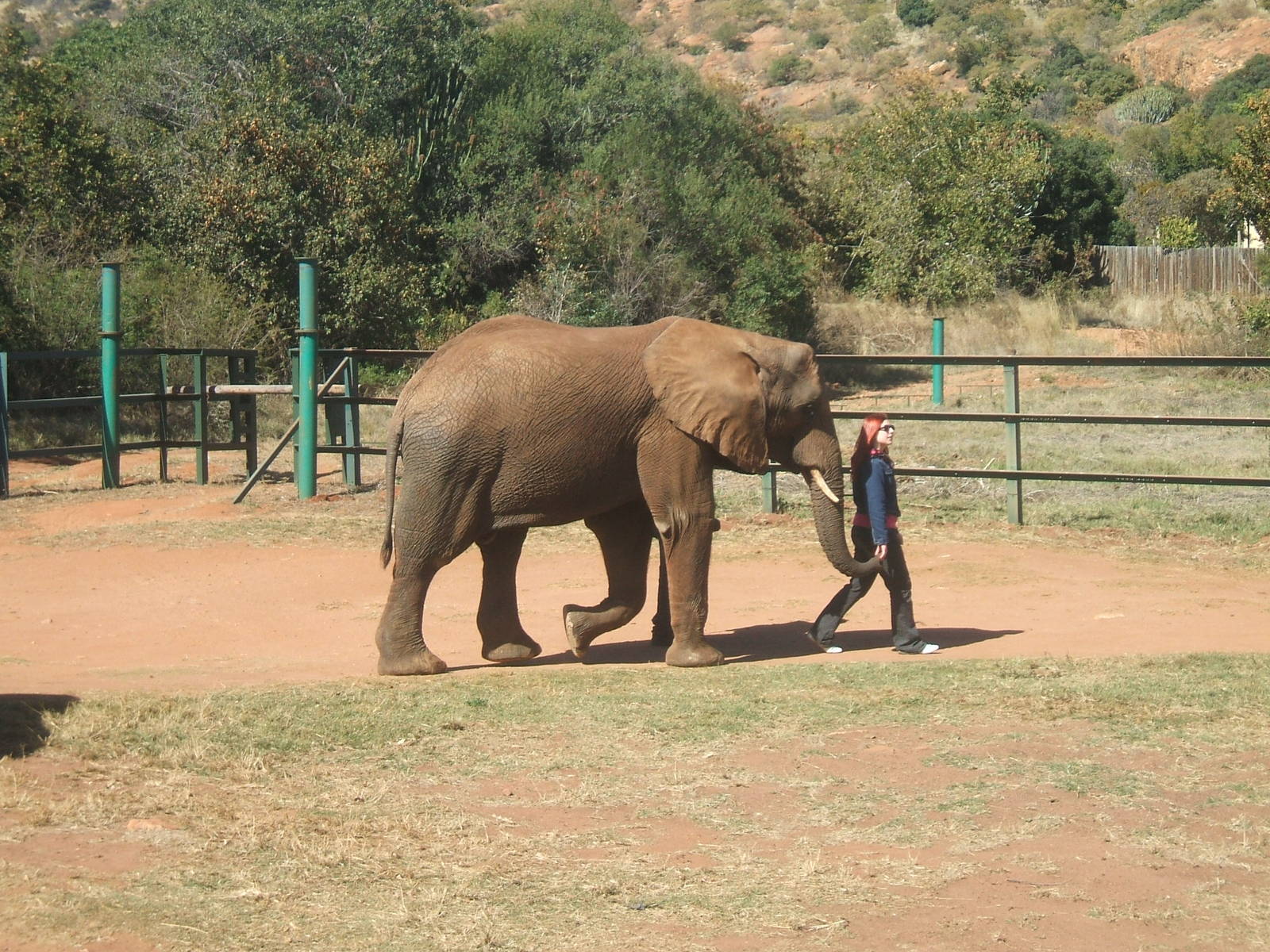 Hartbeespoortdam Elephant Sanctuary