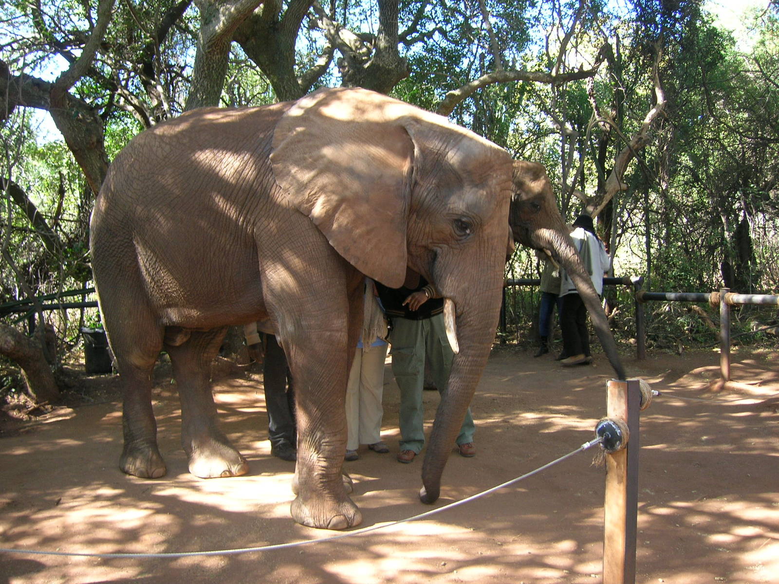 Hartbeespoortdam Elephant Sanctuary
