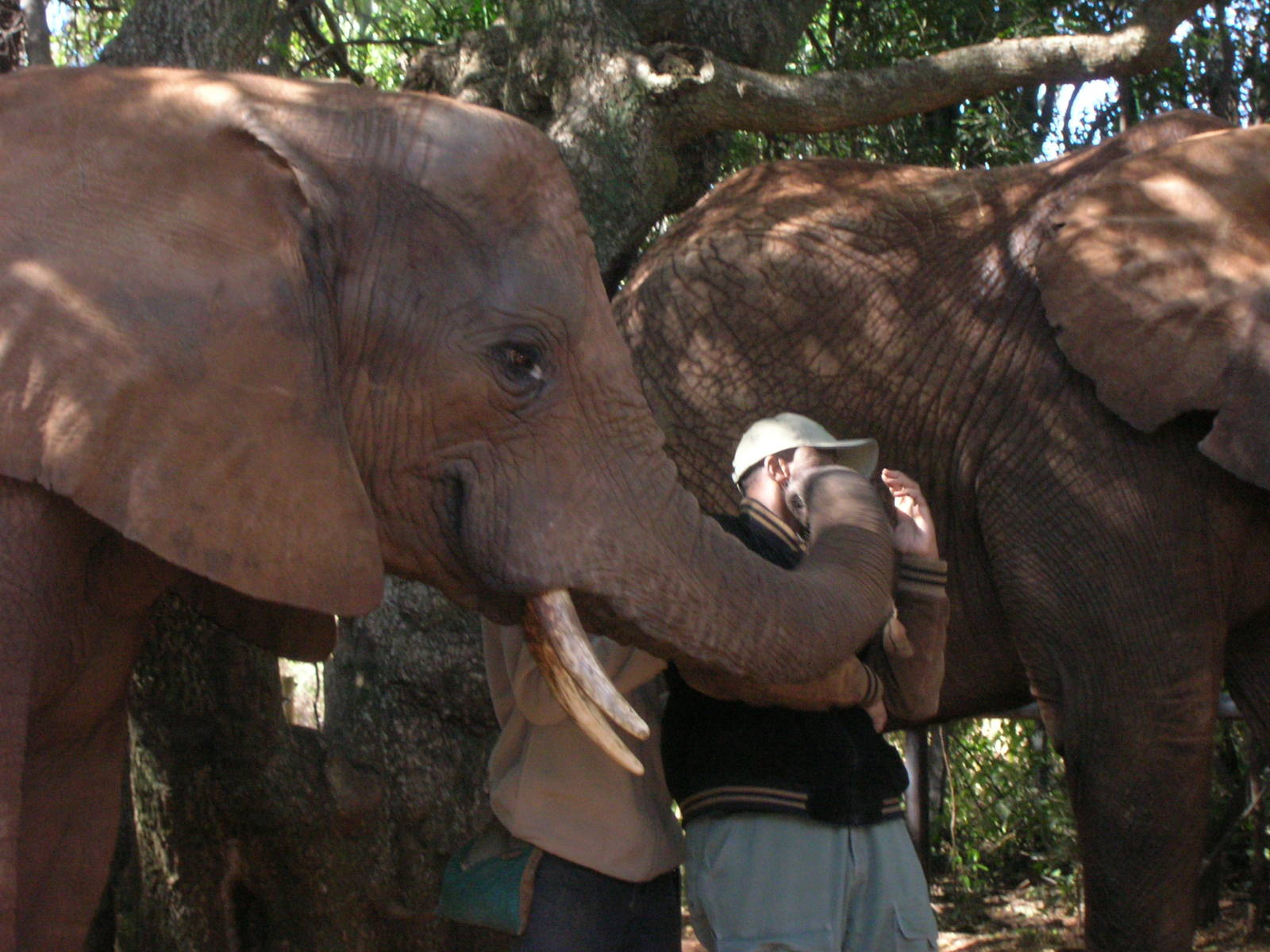 Hartbeespoortdam Elephant Sanctuary