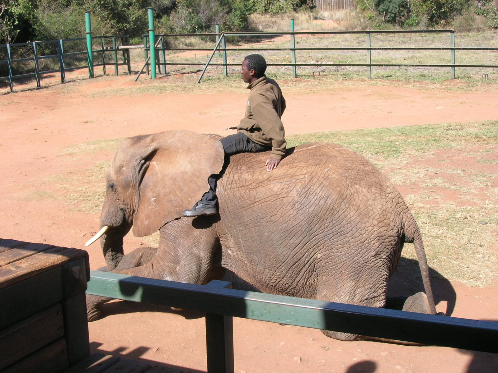 Hartbeespoortdam Elephant Sanctuary