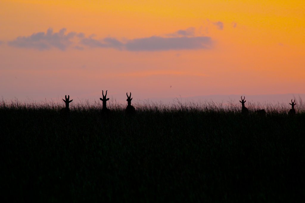 Hartebeest at sunrise