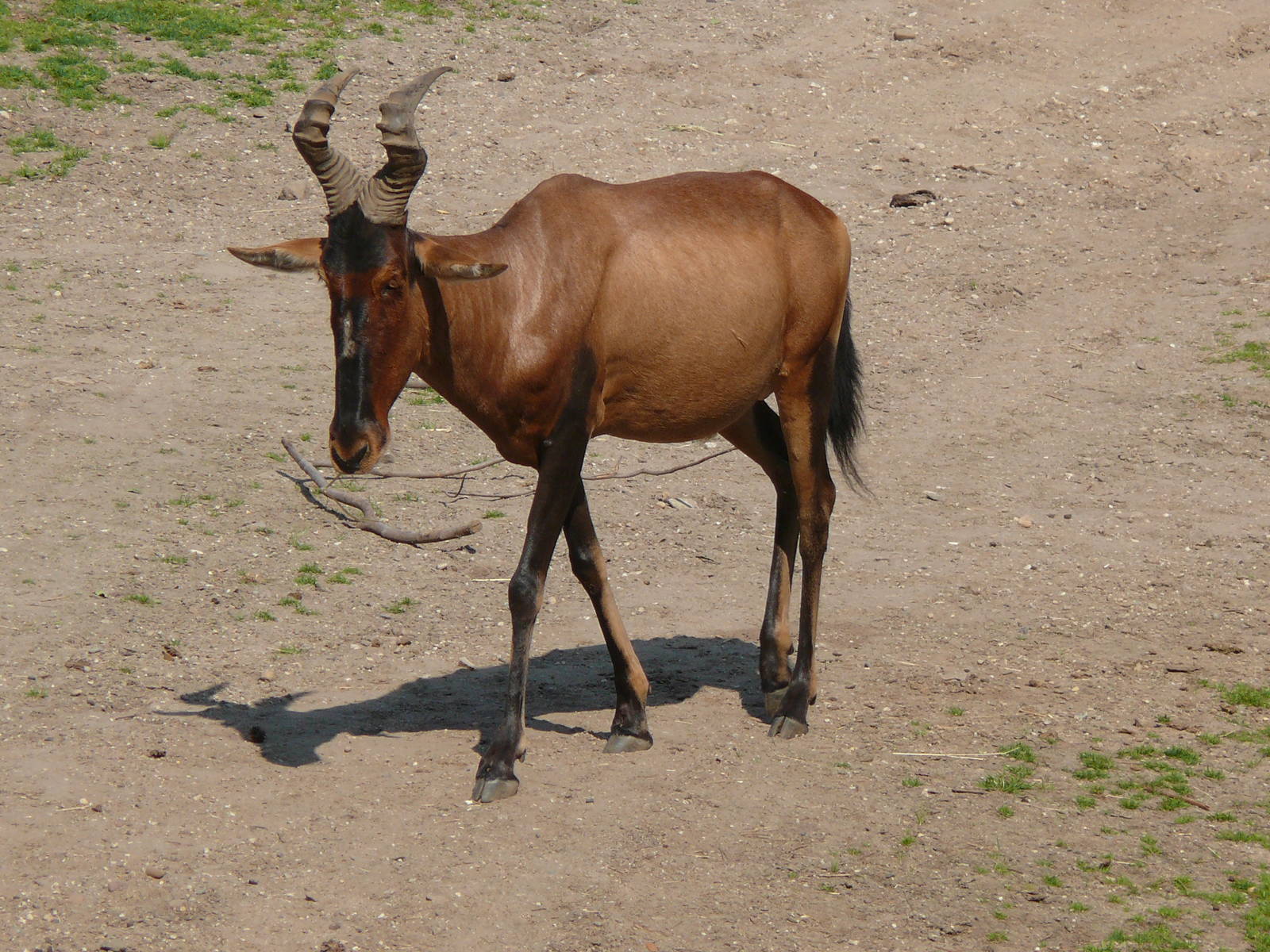 Hartebeest, July 2012