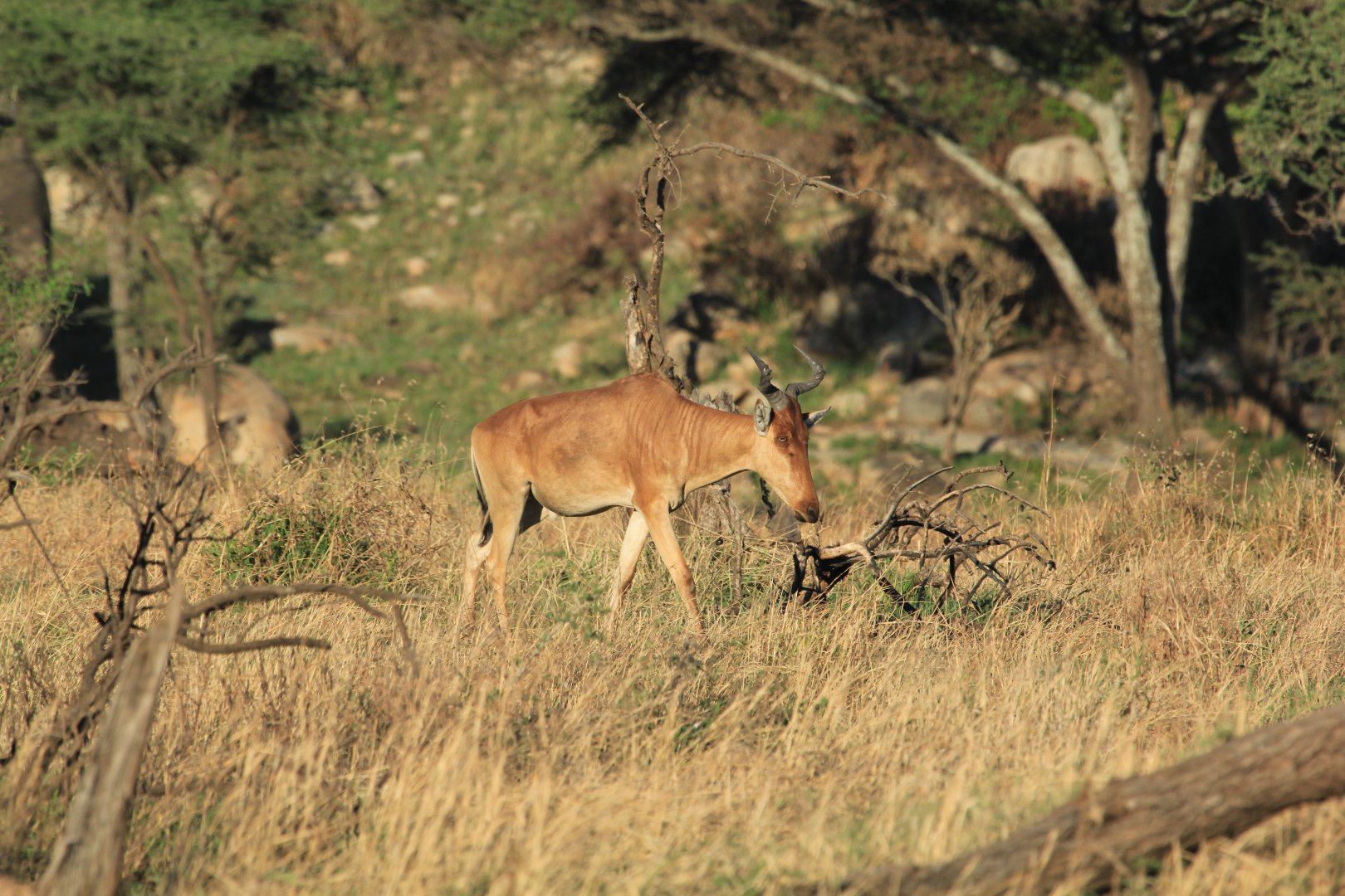 Hartebeest - Serengeti (September 2018)